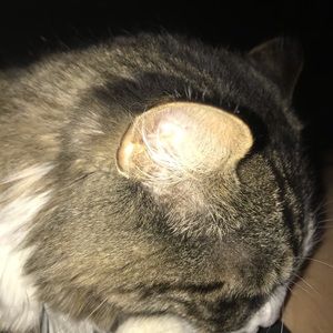 Meet your Posher, Armani